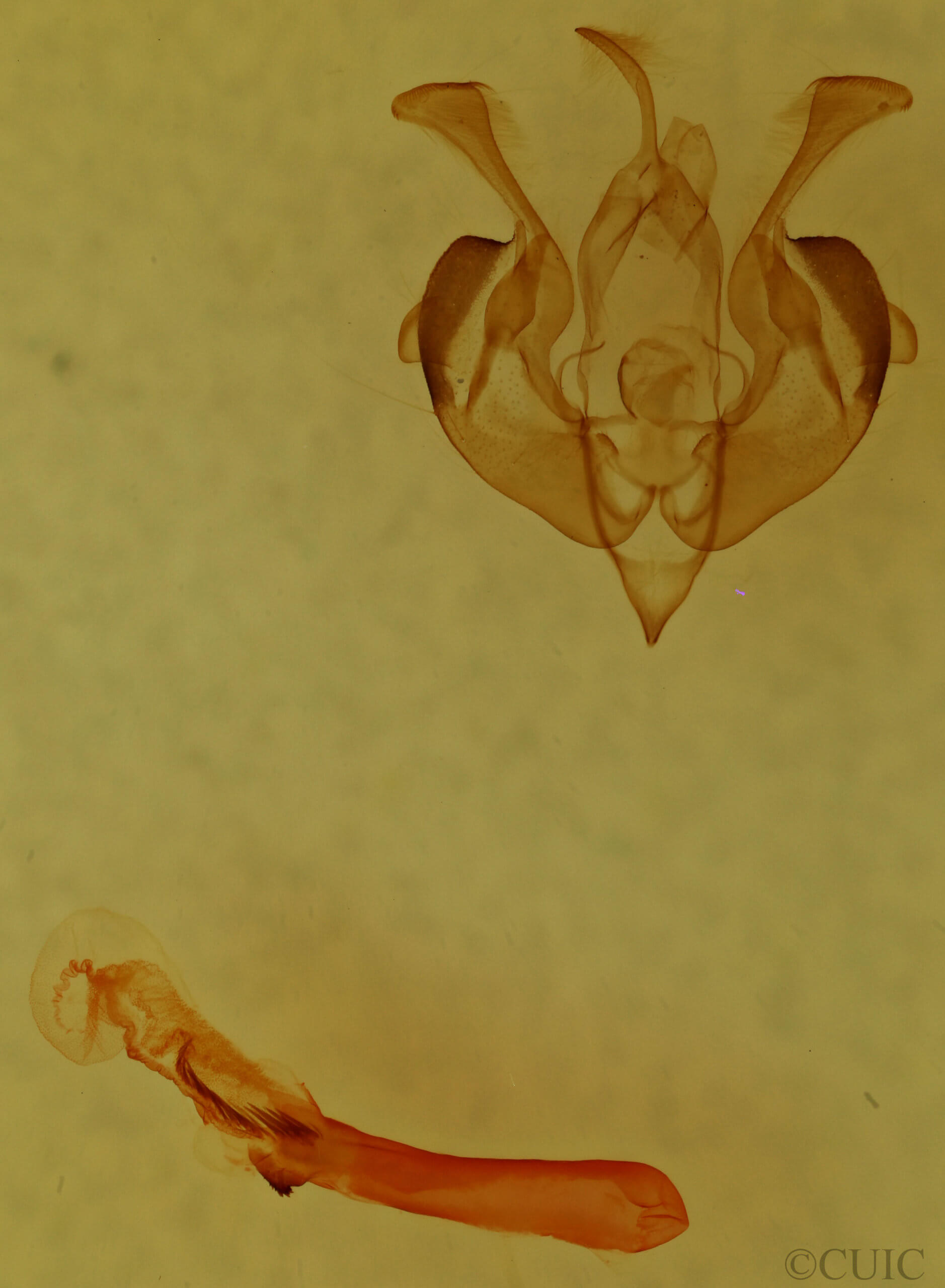 genitalia view of adult Lacinipolia strigicollis