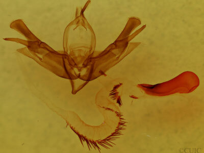 genitalia view of adult Lacinipolia incurva