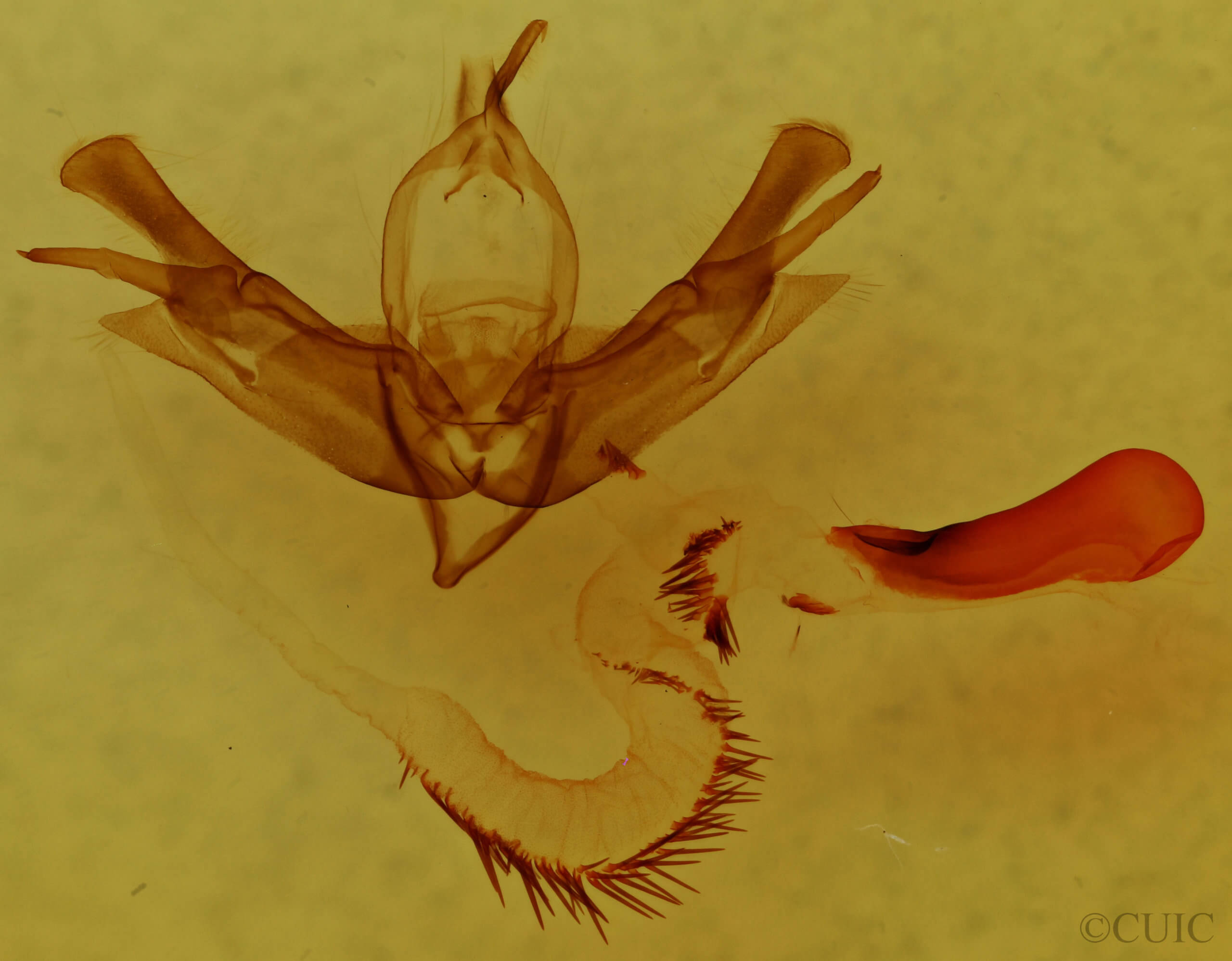 genitalia view of adult Lacinipolia incurva