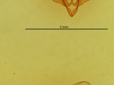 genitalia view of adult Lacinipolia lorea