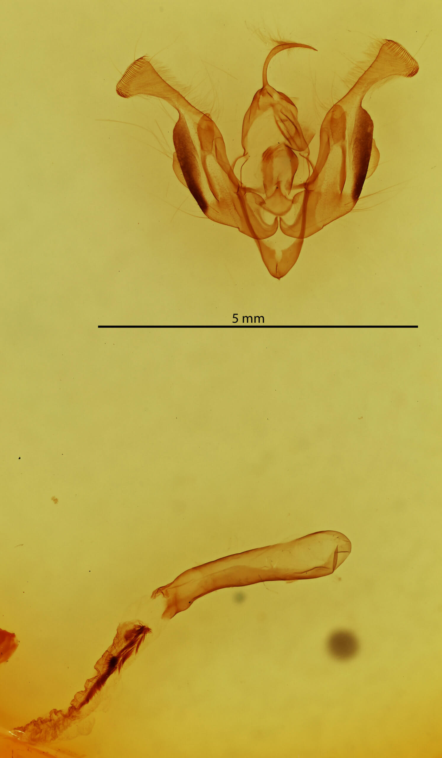 genitalia view of adult Lacinipolia lorea