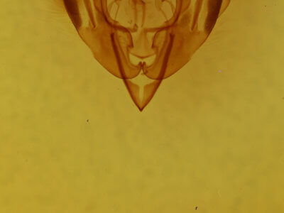 genitalia view of adult Lacinipolia palilis