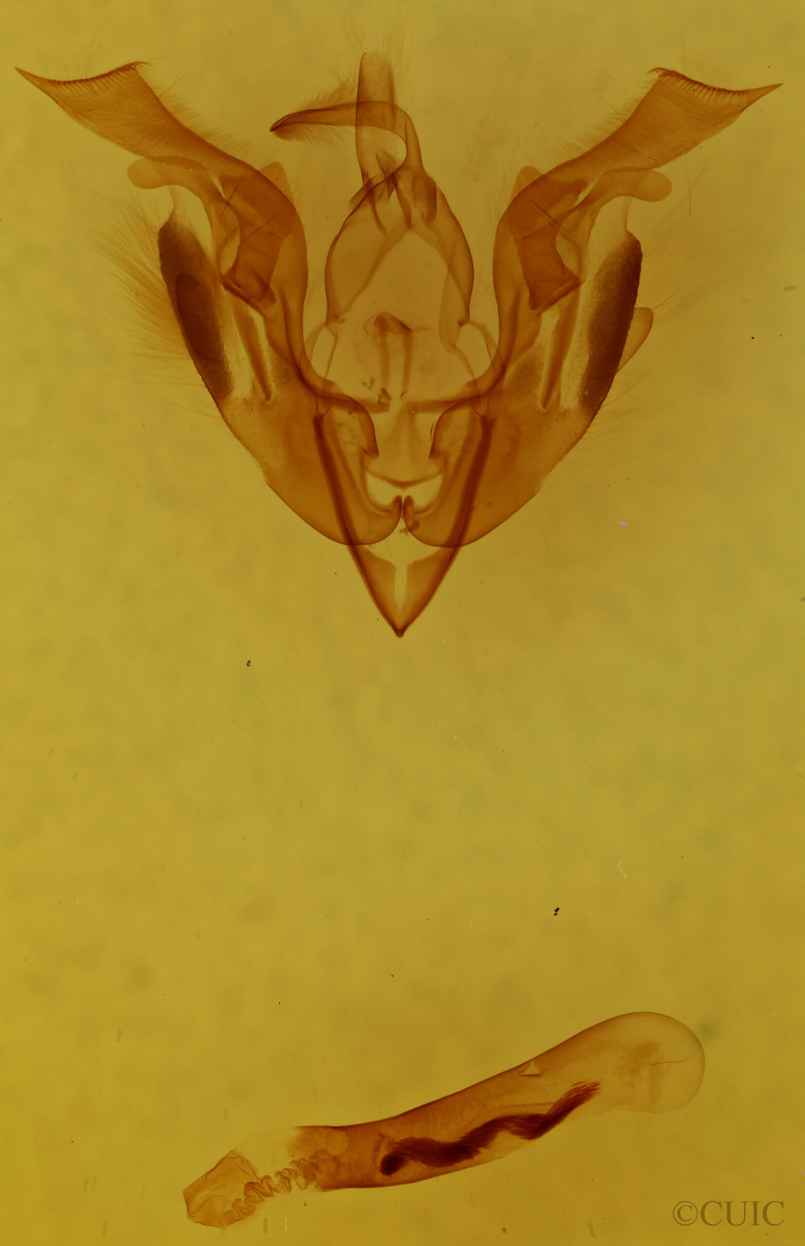 genitalia view of adult Lacinipolia palilis