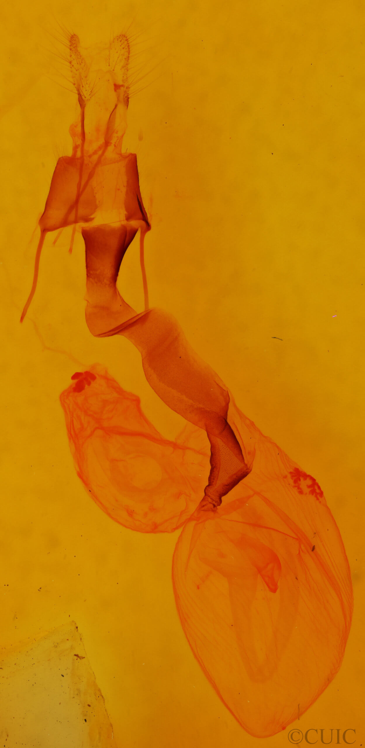 genitalia view of adult Lacinipolia palilis