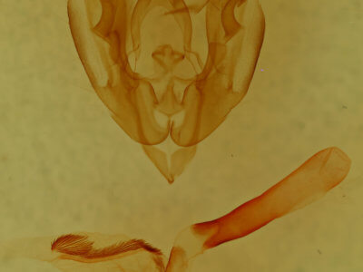 genitalia view of adult Lacinipolia stenotis