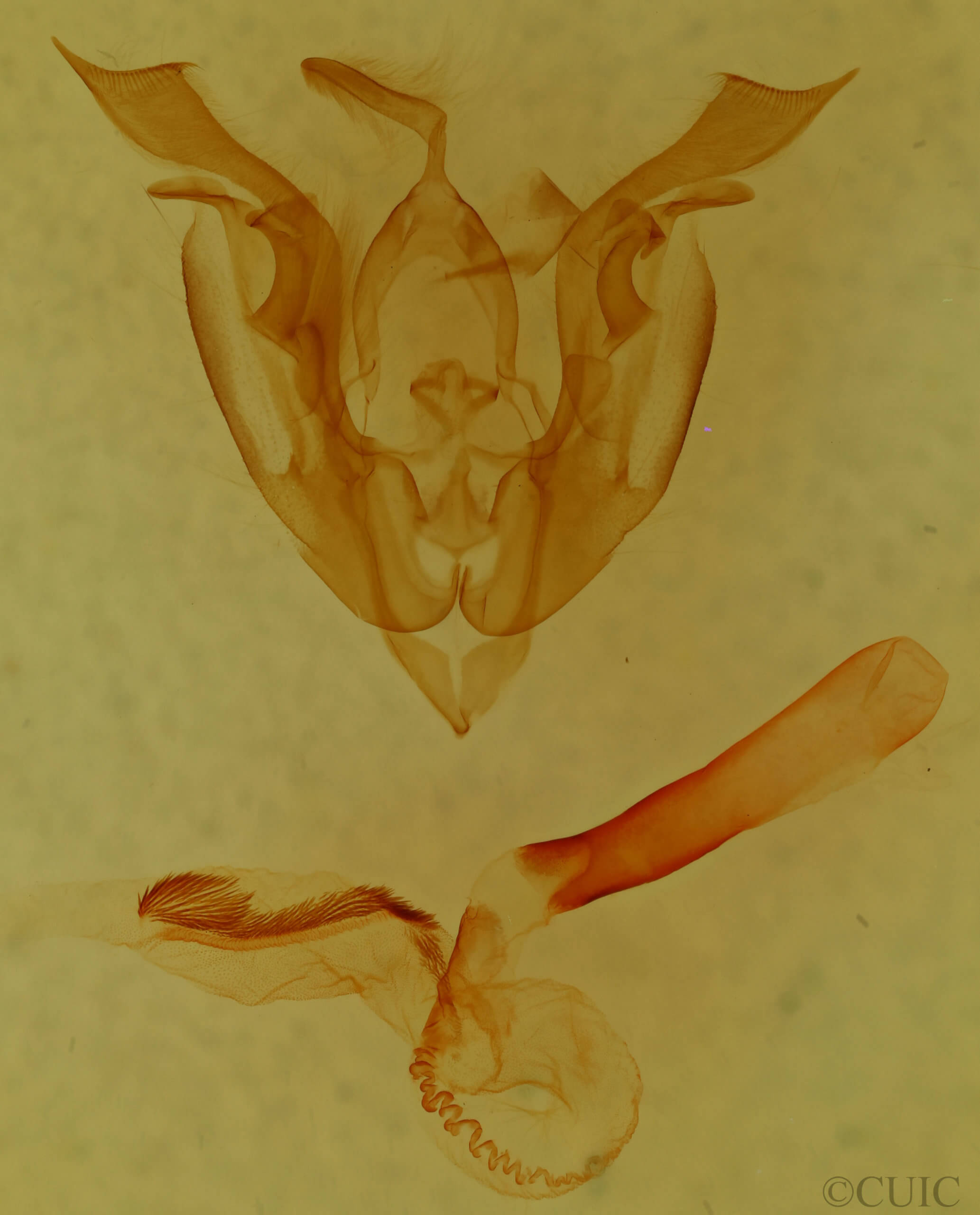 genitalia view of adult Lacinipolia stenotis