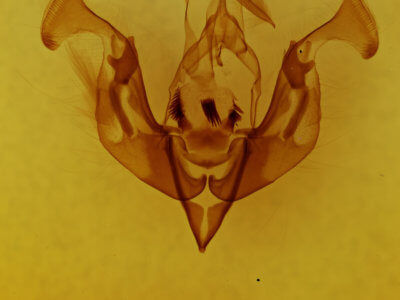 genitalia view of adult Lacinipolia teligera