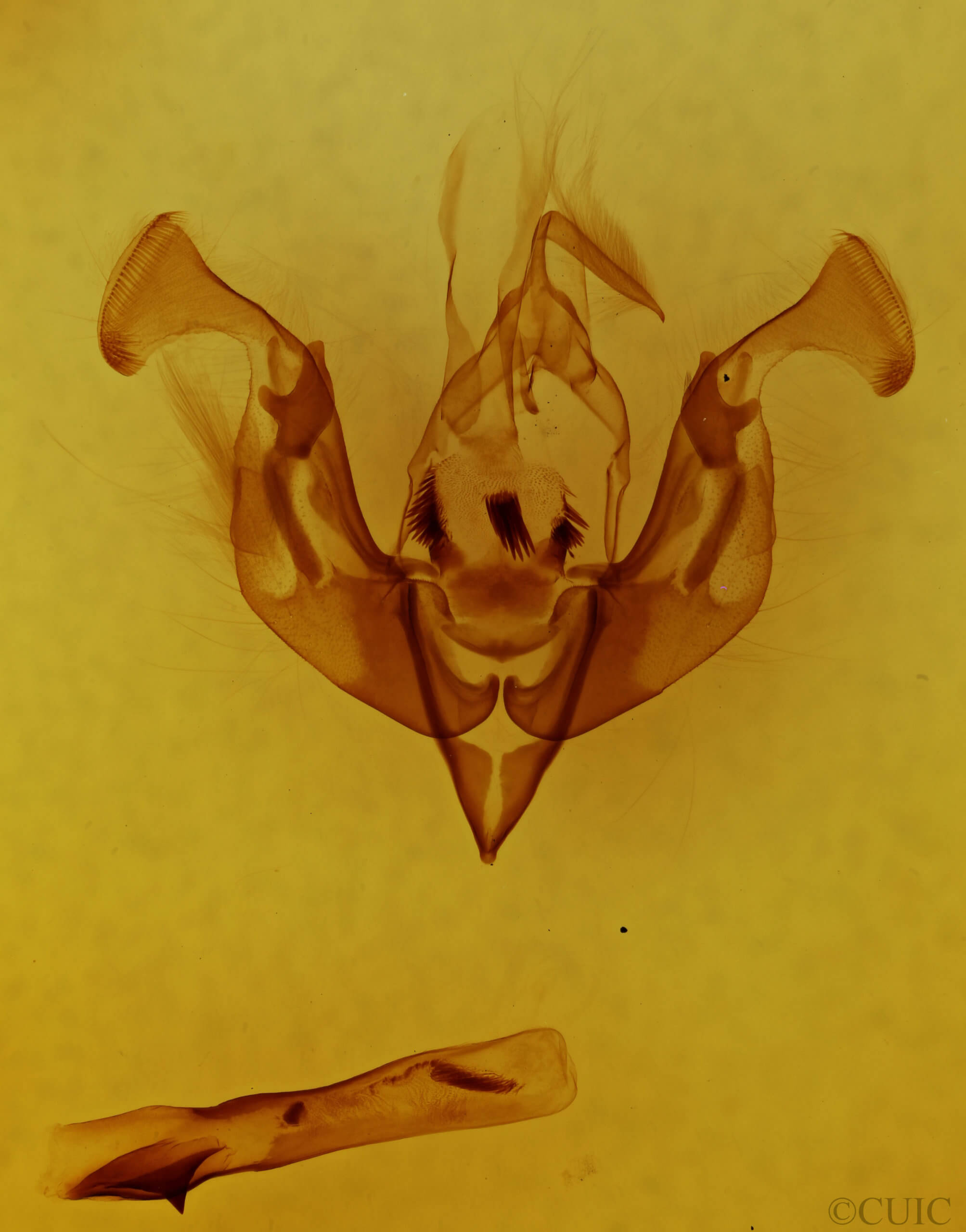 genitalia view of adult Lacinipolia teligera