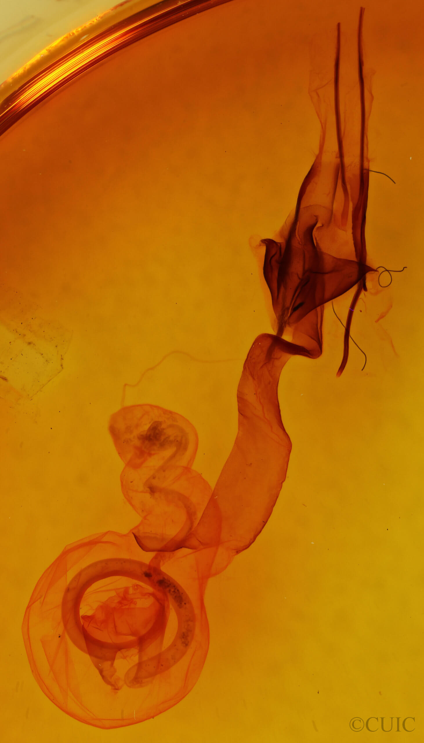 genitalia view of adult Lacinipolia vicina