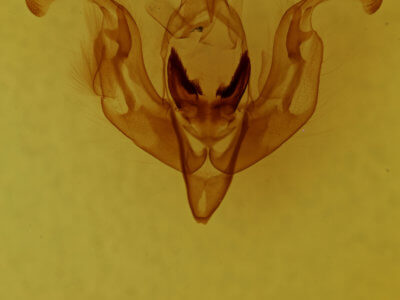 genitalia view of adult Lacinipolia vicina