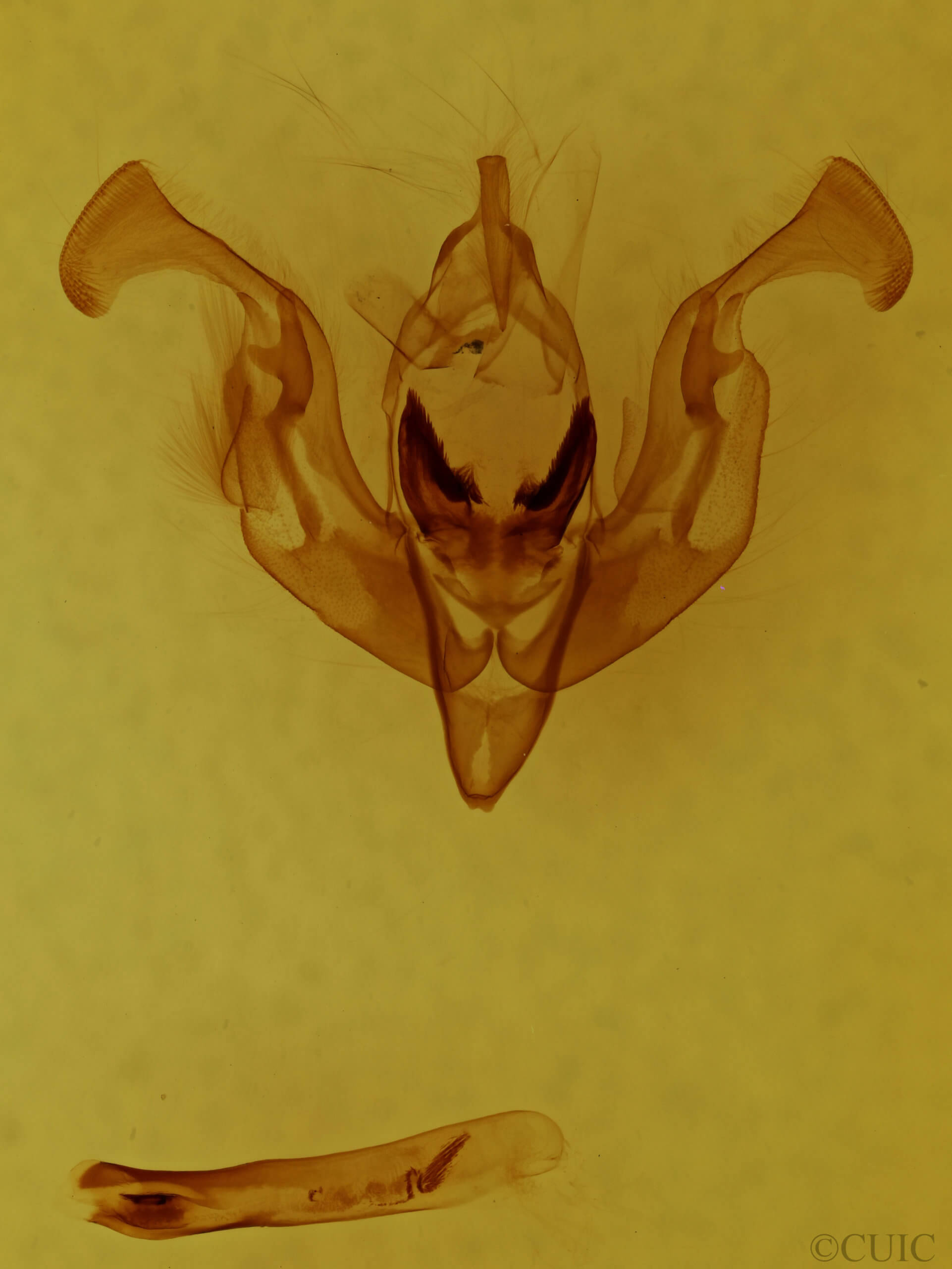 genitalia view of adult Lacinipolia vicina