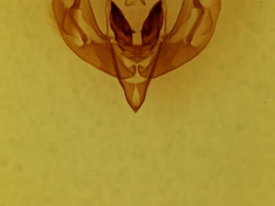 genitalia view of adult Lacinipolia vicina