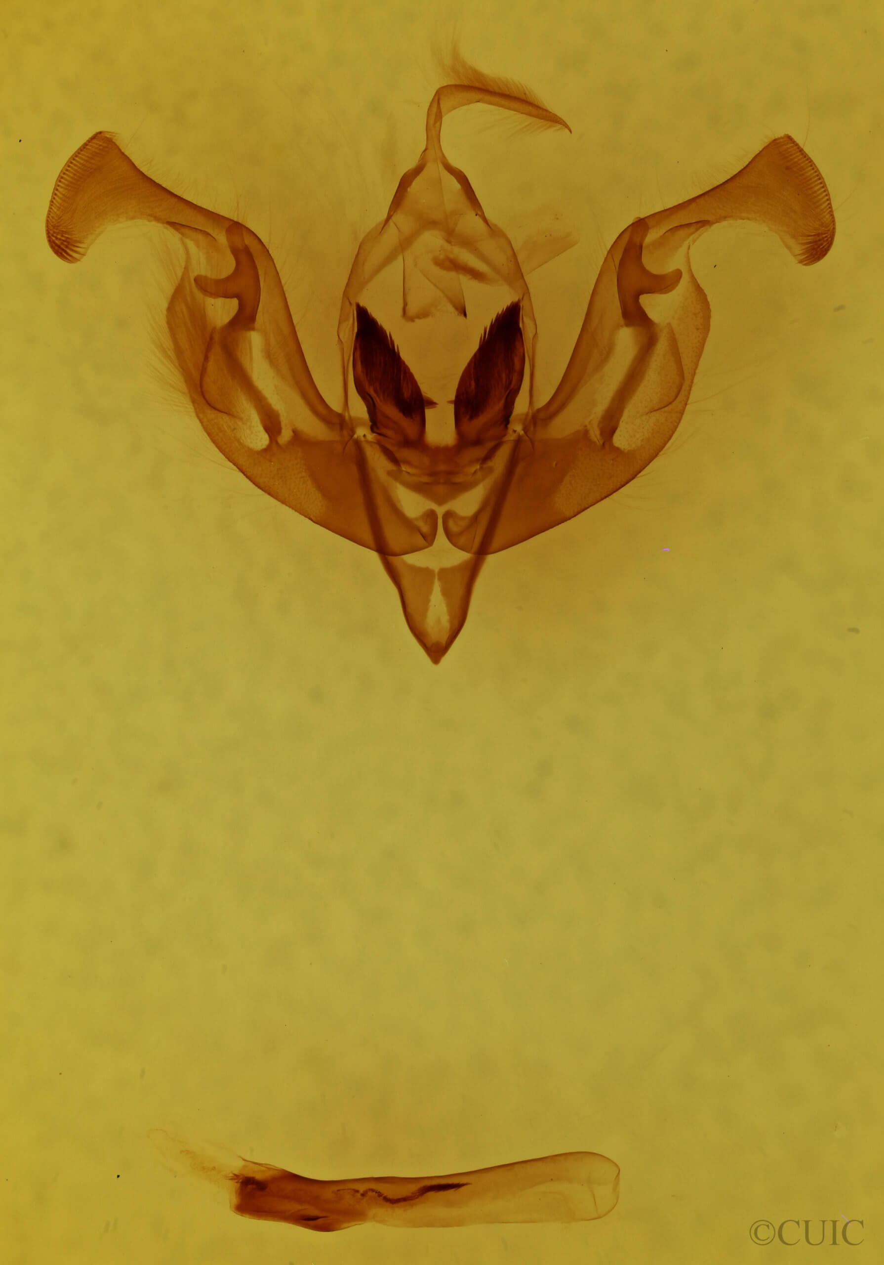 genitalia view of adult Lacinipolia vicina