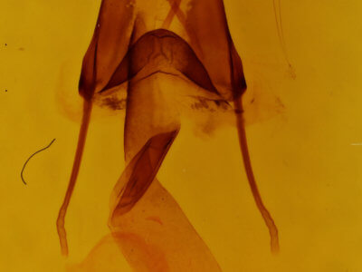 genitalia view of adult Lacinipolia vicina