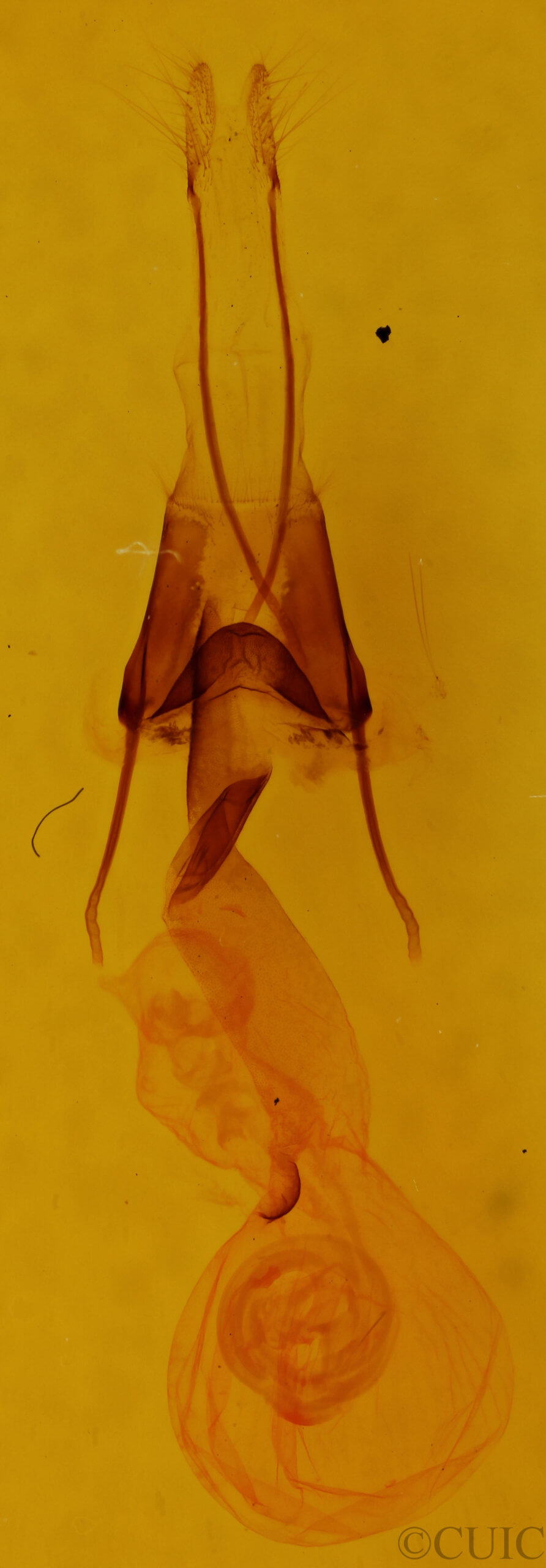 genitalia view of adult Lacinipolia vicina