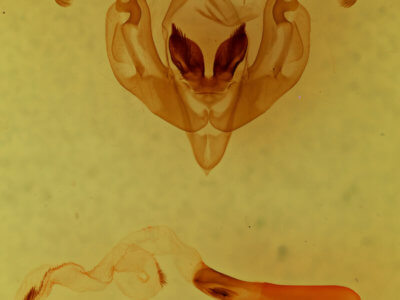 genitalia view of adult Lacinipola sareta