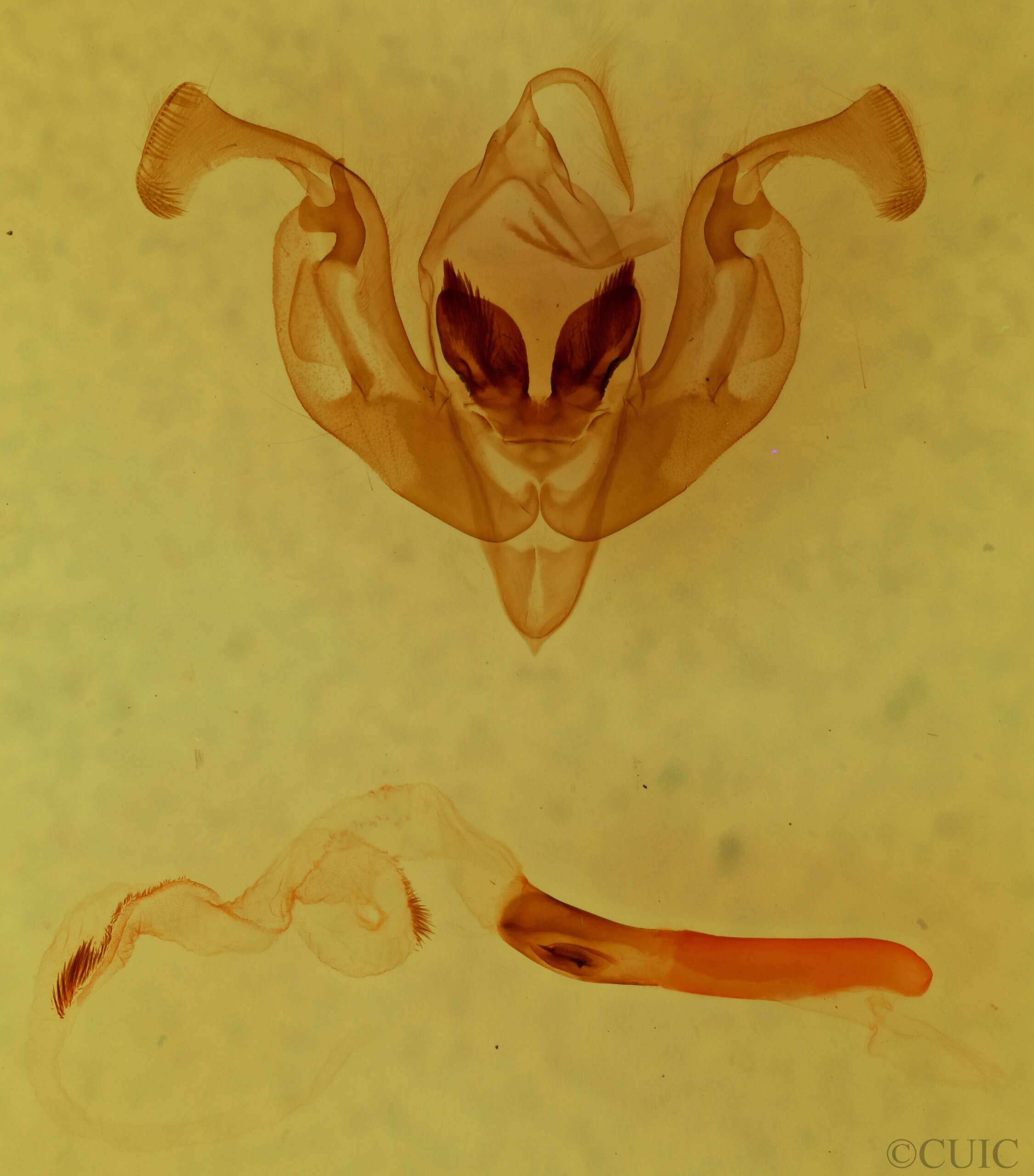 genitalia view of adult Lacinipola sareta