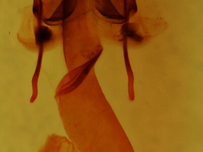 genitalia view of adult Lacinipola sareta