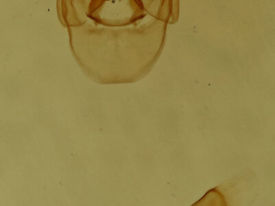 genitalia view of adult Laetilia myersella