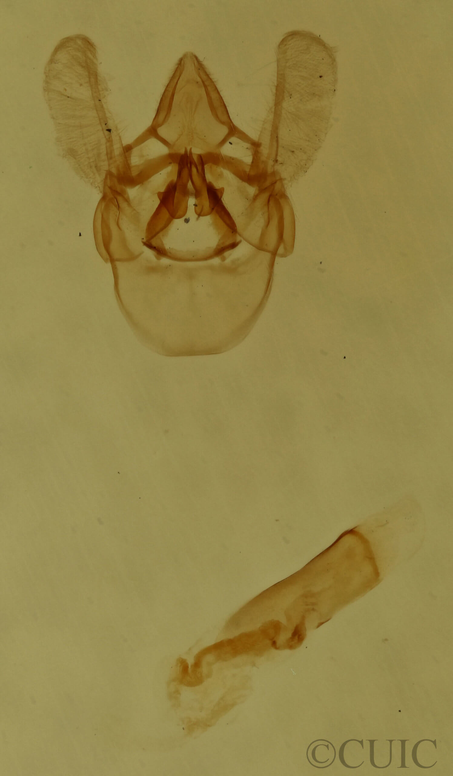 genitalia view of adult Laetilia myersella