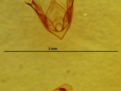 genitalia view of adult Ledaea perditalis