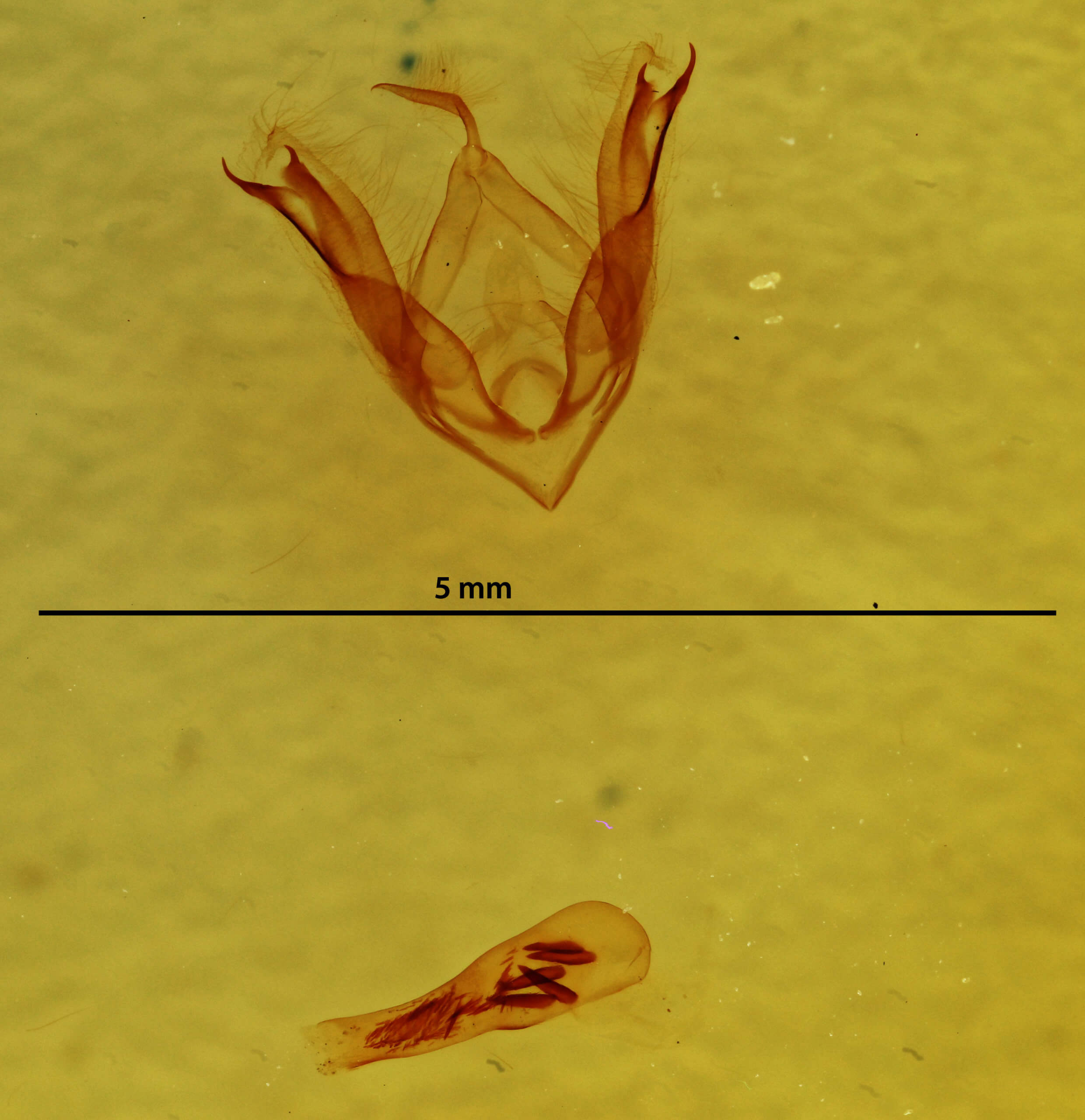genitalia view of adult Ledaea perditalis