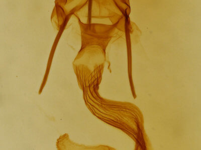 genitalia view of adult Leucania ineana