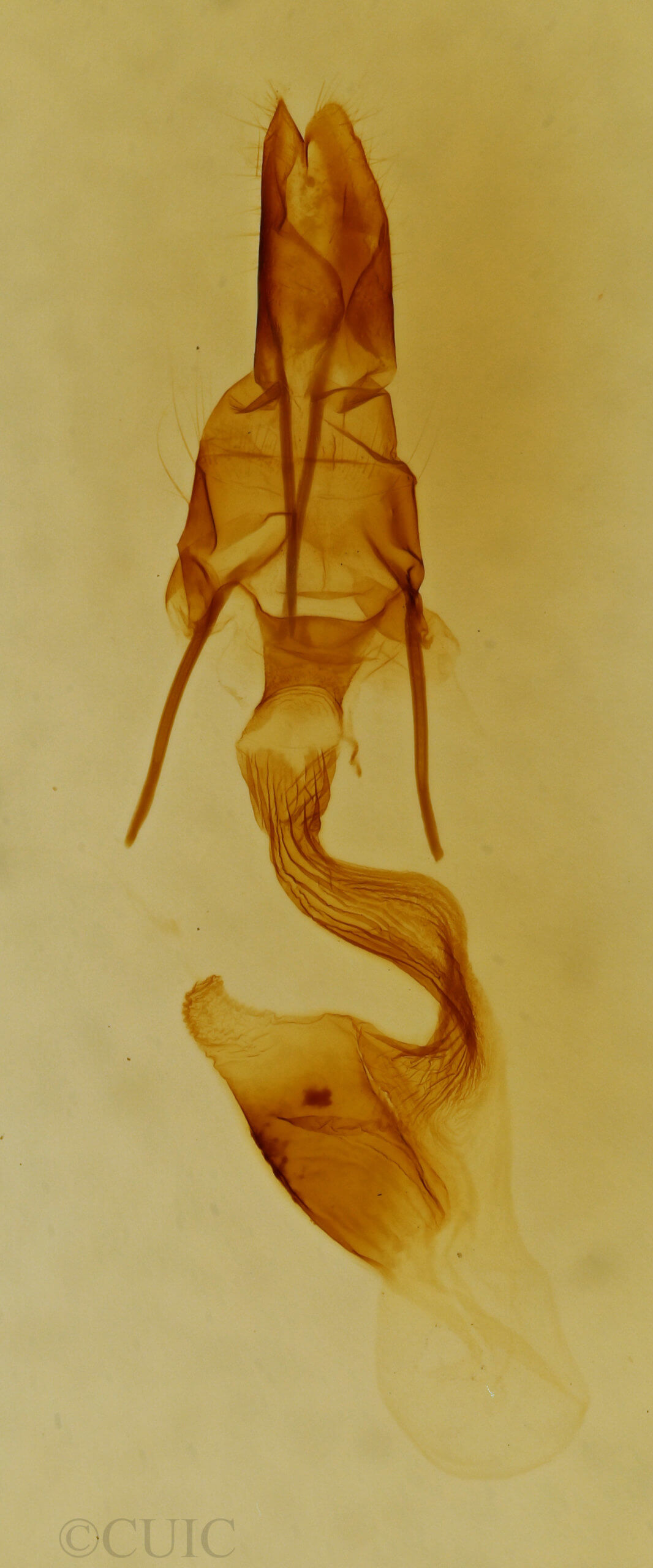 genitalia view of adult Leucania ineana