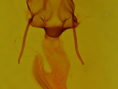 genitalia view of adult Leucania celebensis