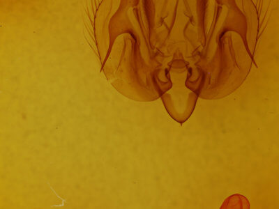 genitalia view of adult Leucania humidicola