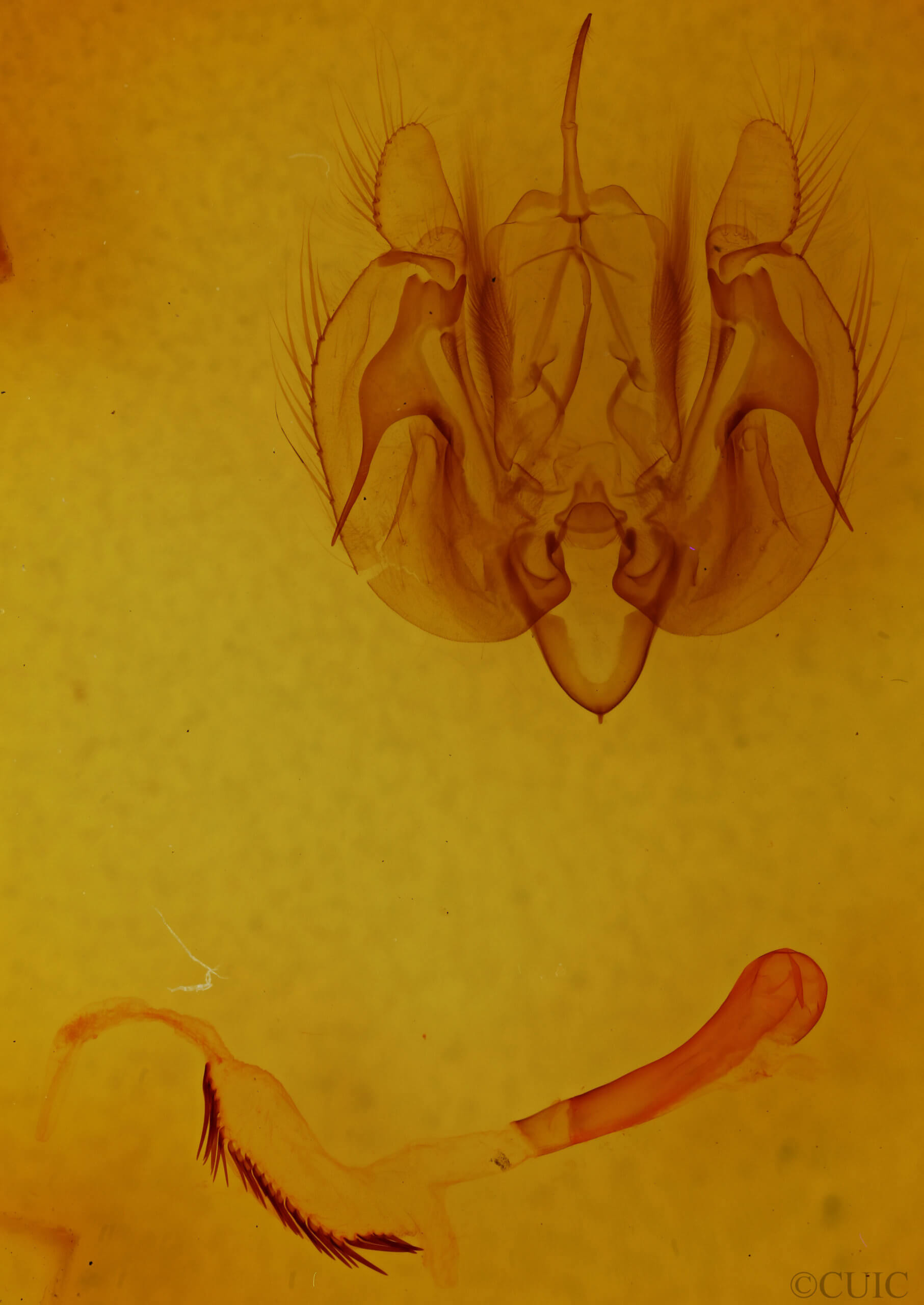 genitalia view of adult Leucania humidicola