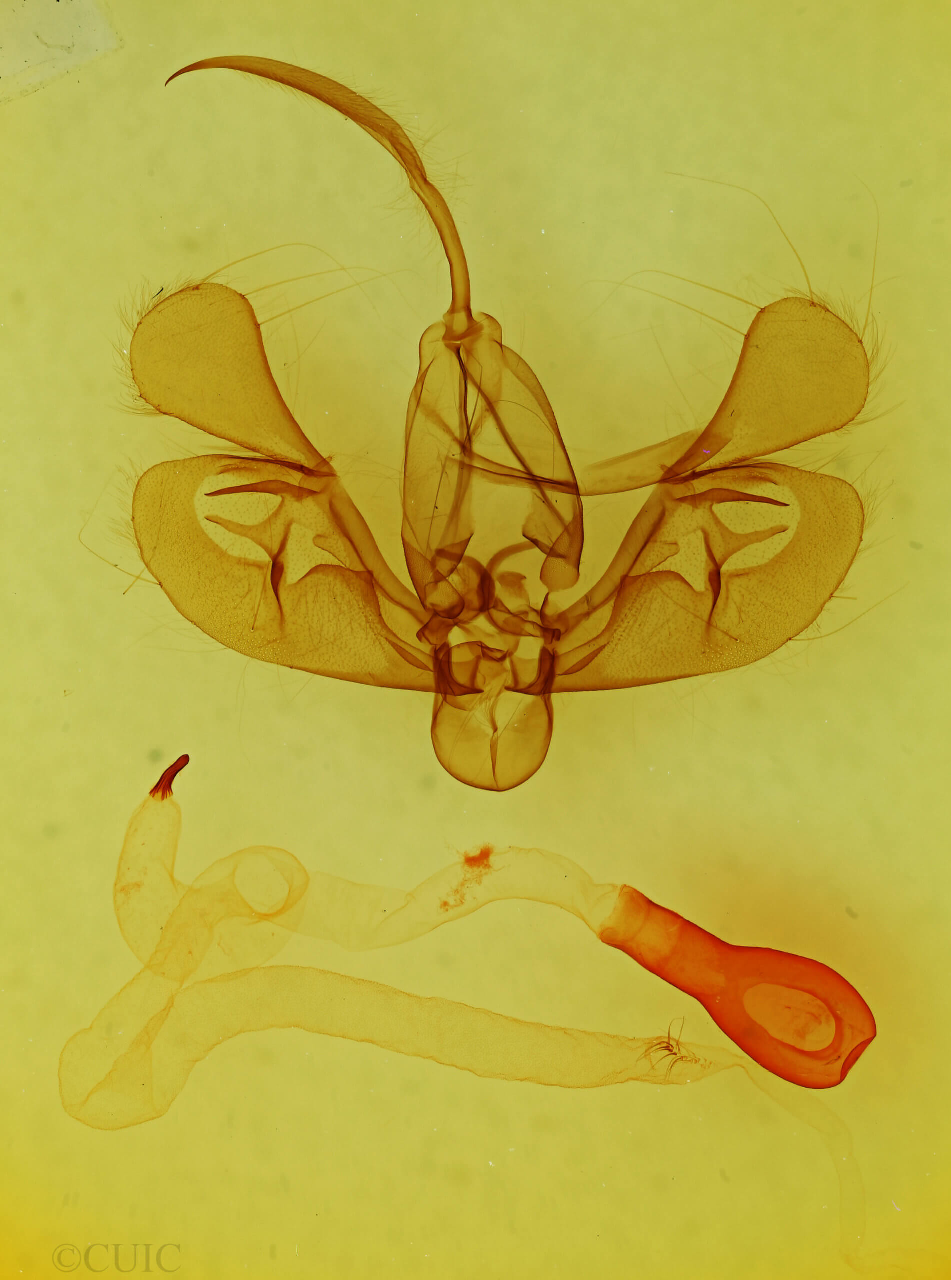 genitalia view of adult Leucania irregularis