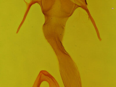 genitalia view of adult Leucania irregularis