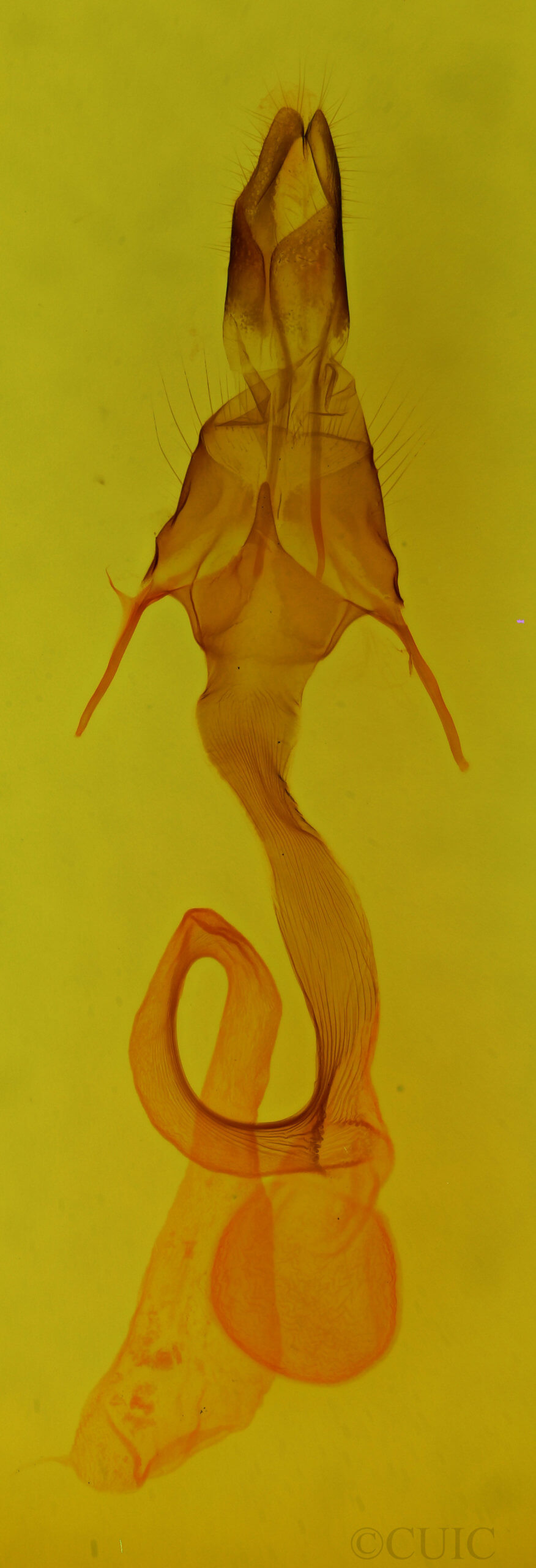 genitalia view of adult Leucania irregularis