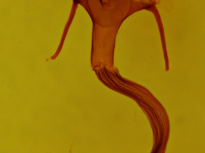 genitalia view of adult Leucania leucospila