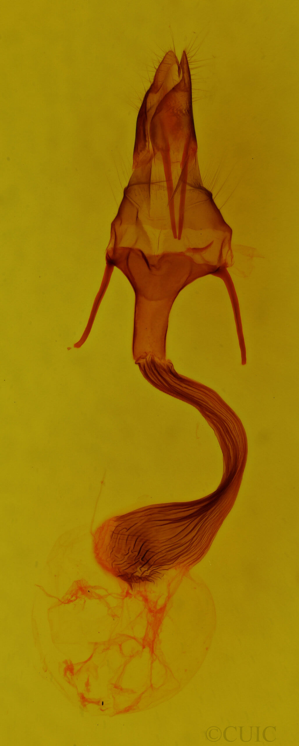 genitalia view of adult Leucania leucospila