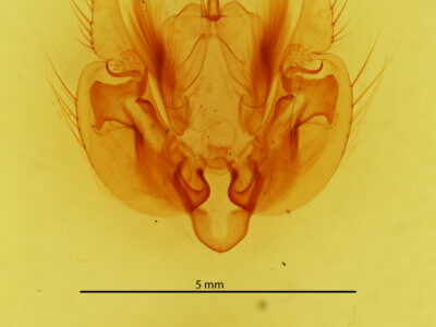 genitalia view of adult Leucania phragmitidicola