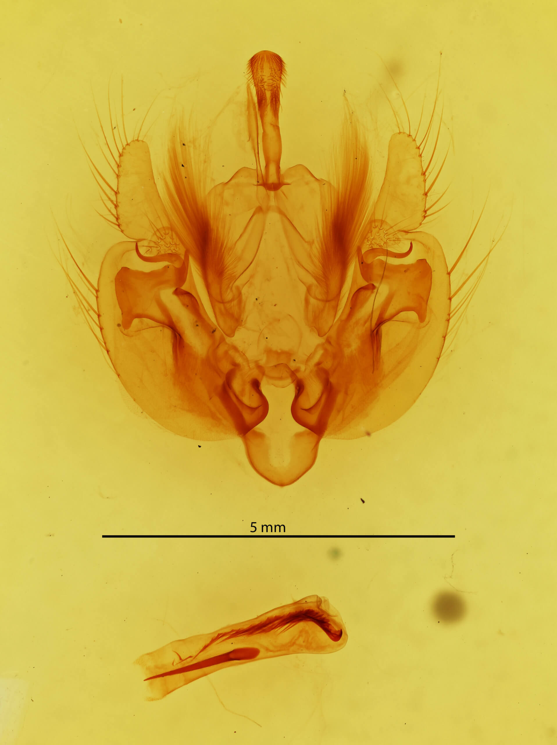 genitalia view of adult Leucania phragmitidicola