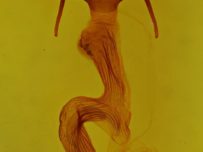 genitalia view of adult Leucania roselinea