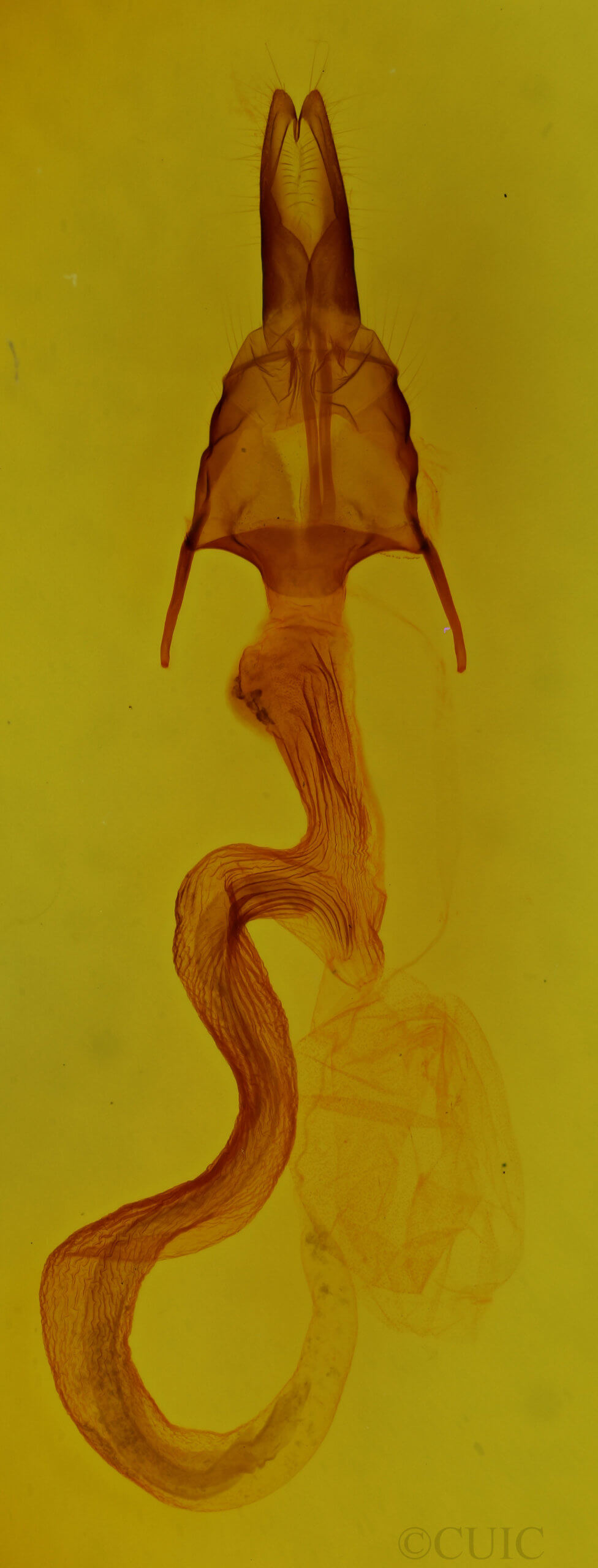 genitalia view of adult Leucania roselinea