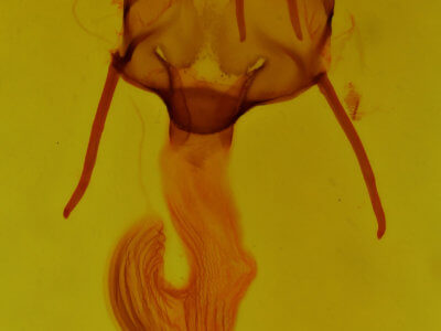 genitalia view of adult Leucania simillima