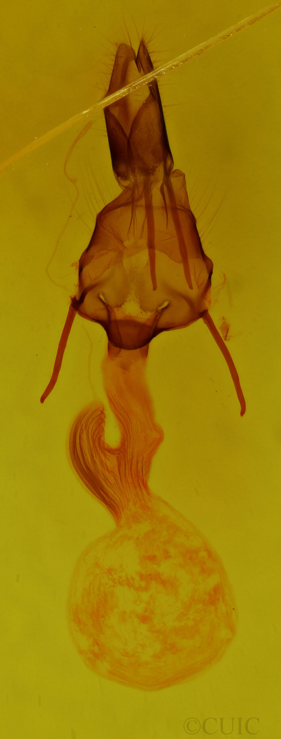 genitalia view of adult Leucania simillima