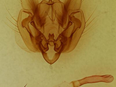 genitalia view of adult Leucania ursula
