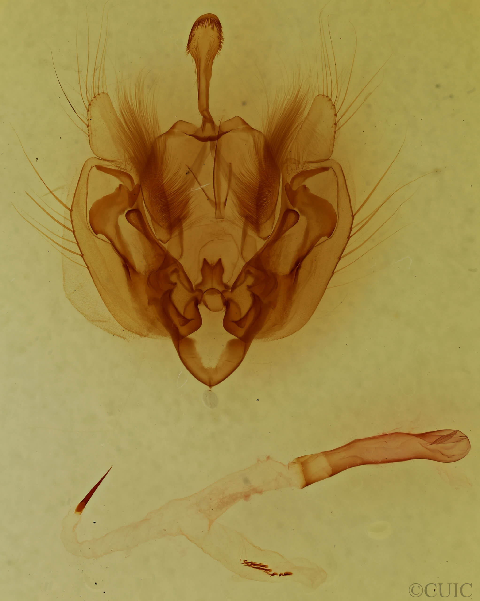 genitalia view of adult Leucania ursula