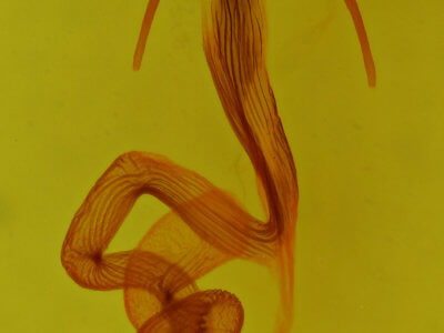 genitalia view of adult Leucania venalba