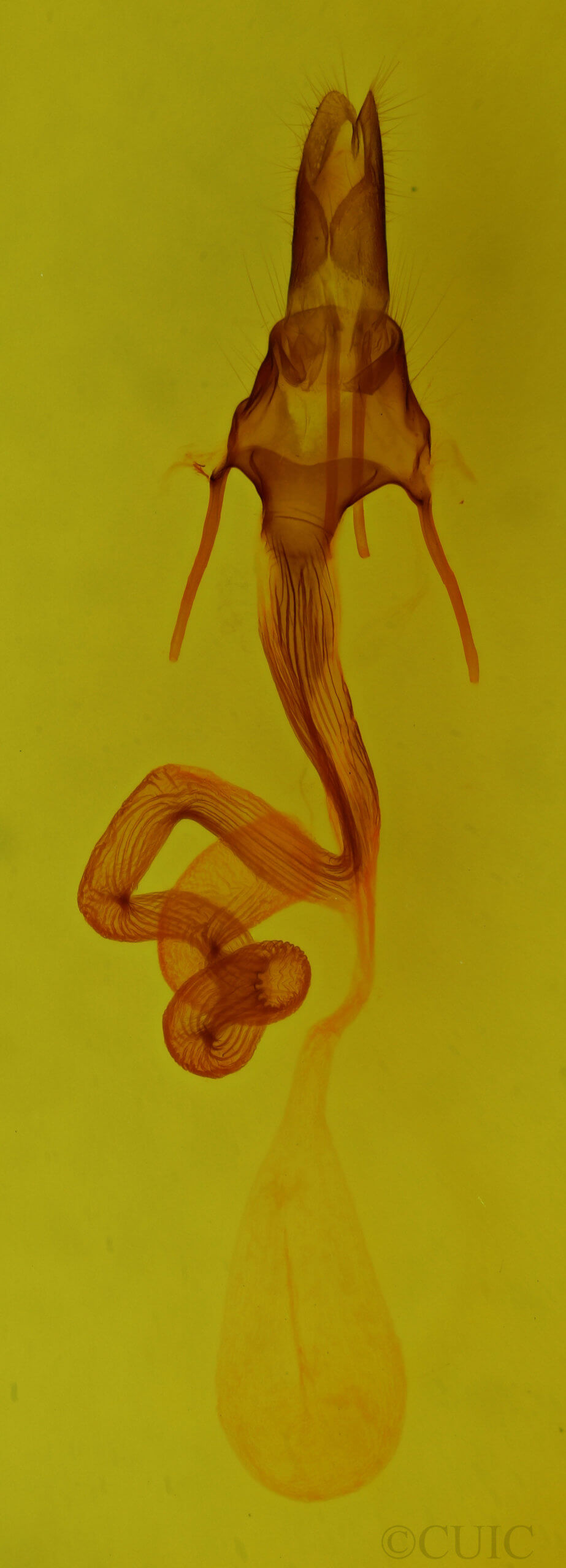 genitalia view of adult Leucania venalba