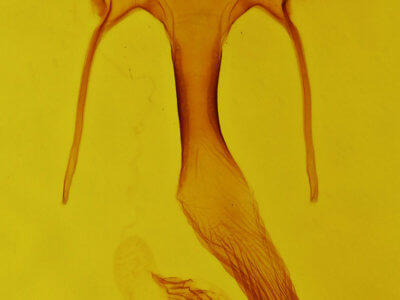genitalia view of adult Leucania yu