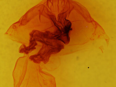 genitalia view of adult Leucanopsis longa