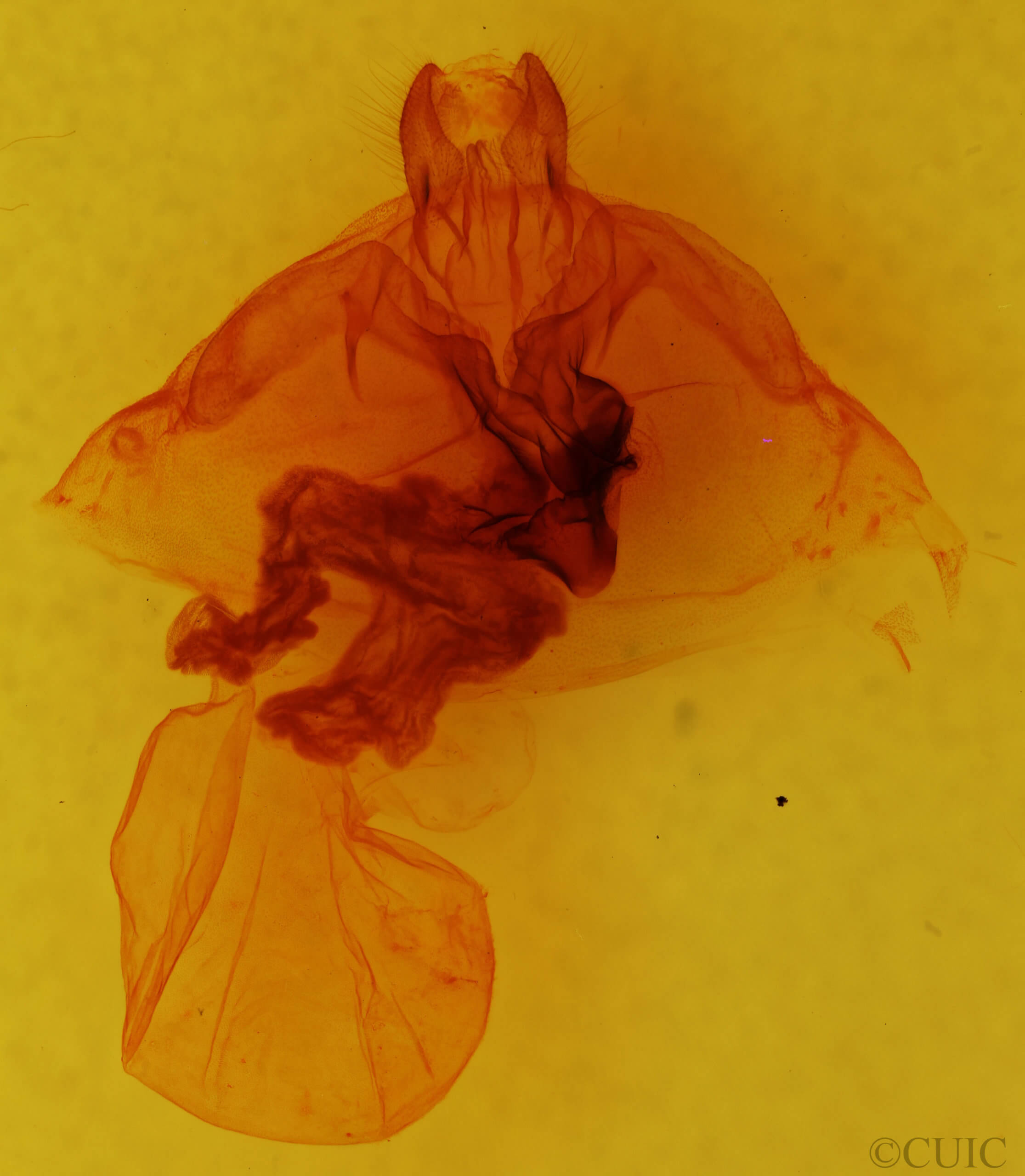 genitalia view of adult Leucanopsis longa