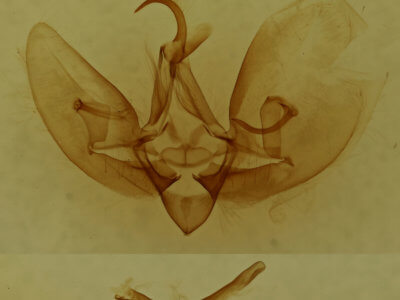 genitalia view of adult Leuconycta diphteroides